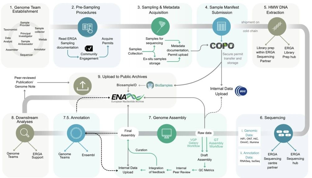 ERGA process