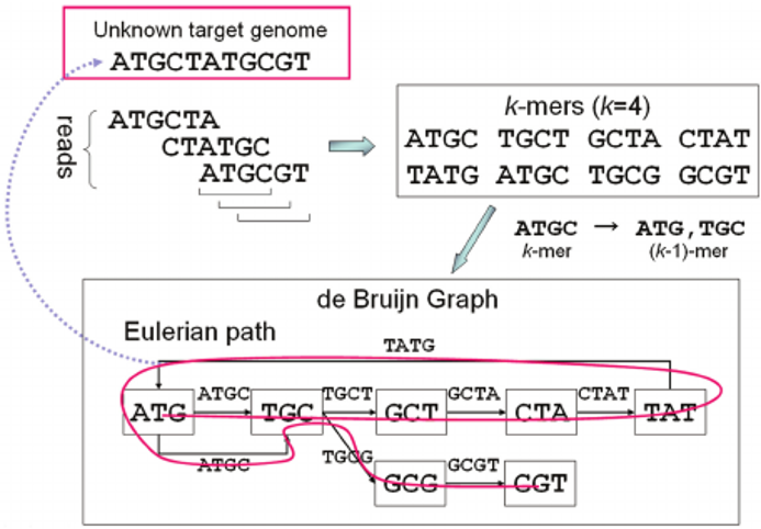 Heterozigous genotype
