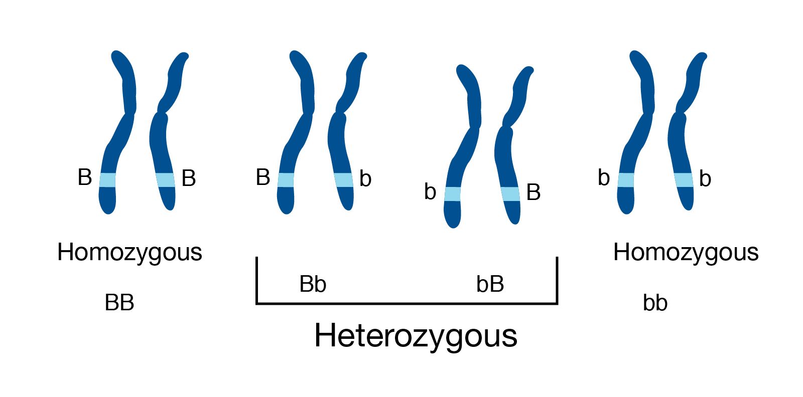 Heterozigous genotype. 