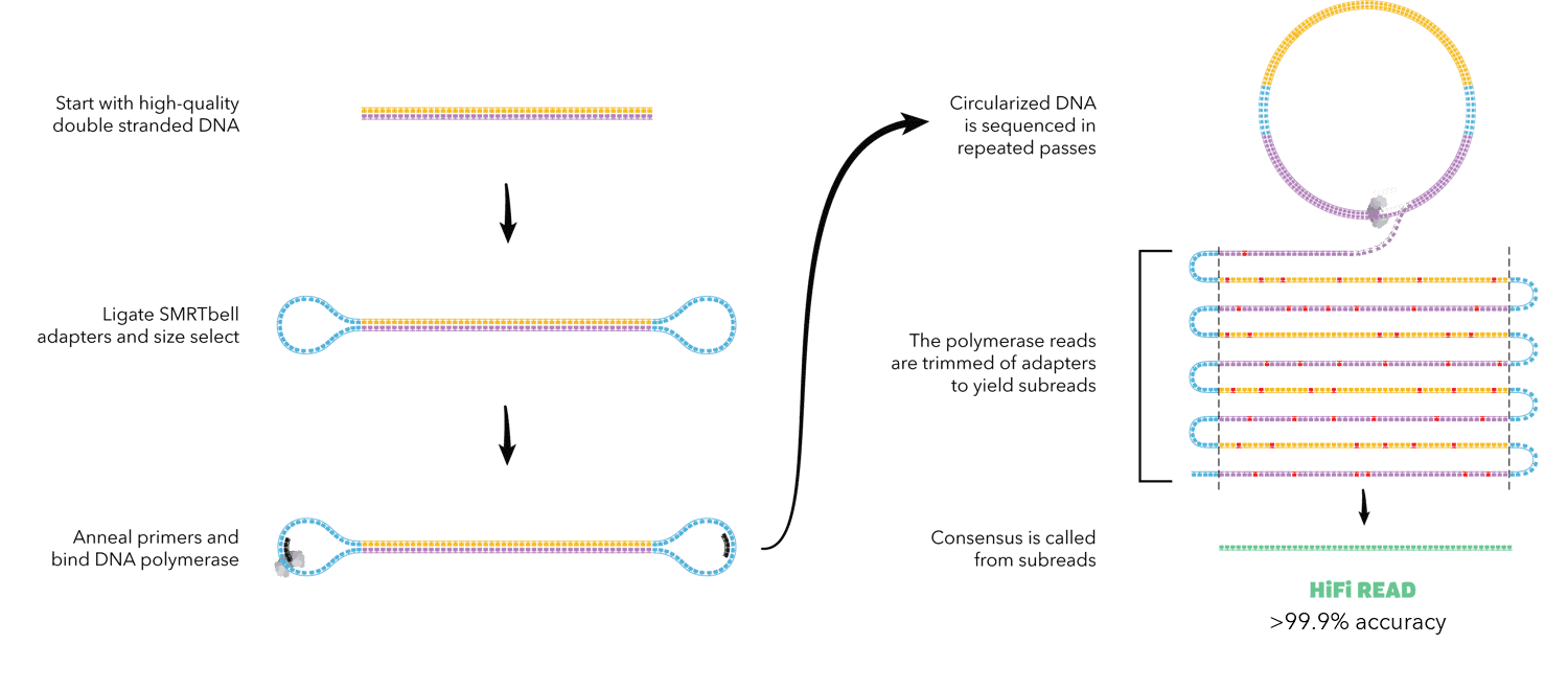 fig2:PacBio sequencing technolgoy. 