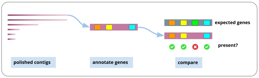 "Image of genome assessment, showing contigs as bold bars, with one contig annotated (various sections labelled by coloured boxes), and then compared to an expected annotation.". 
