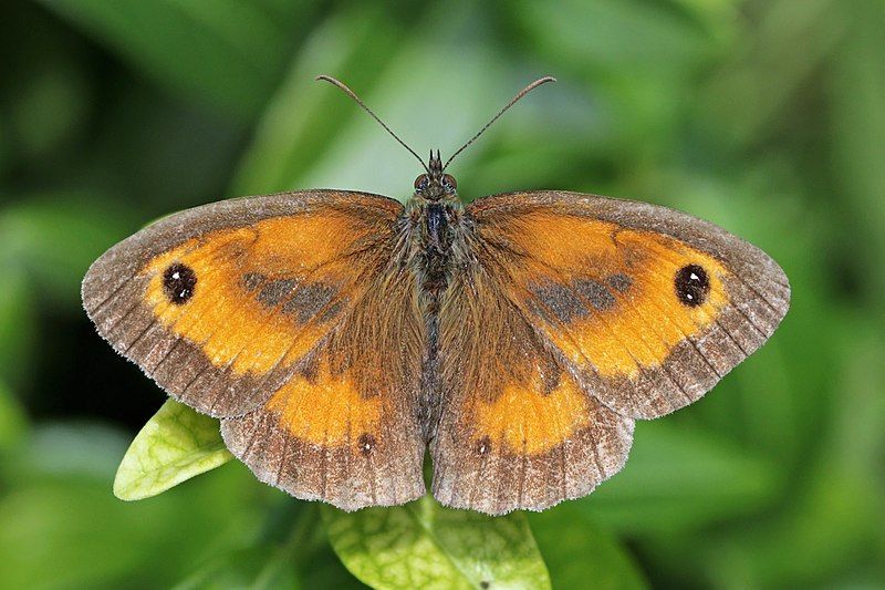 Gatekeeper (Pironia tithonus).