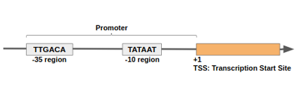 Cartoon of a promoter region with a -35 region box reading TTGACA, a -10 region TATAAT, and that makes up the promoter. Then at +1 is the TSS or transcription start site.