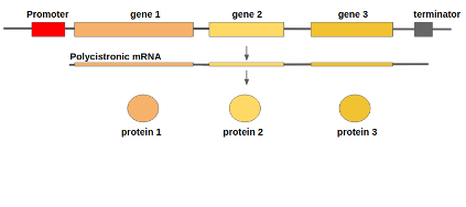 A cartoon of gene with promoter, gene 1, gene 2, and gene 3 boxes before a terminator. This produces a polycistronic mRNA and that is cut up into protein 1, 2, and 3
