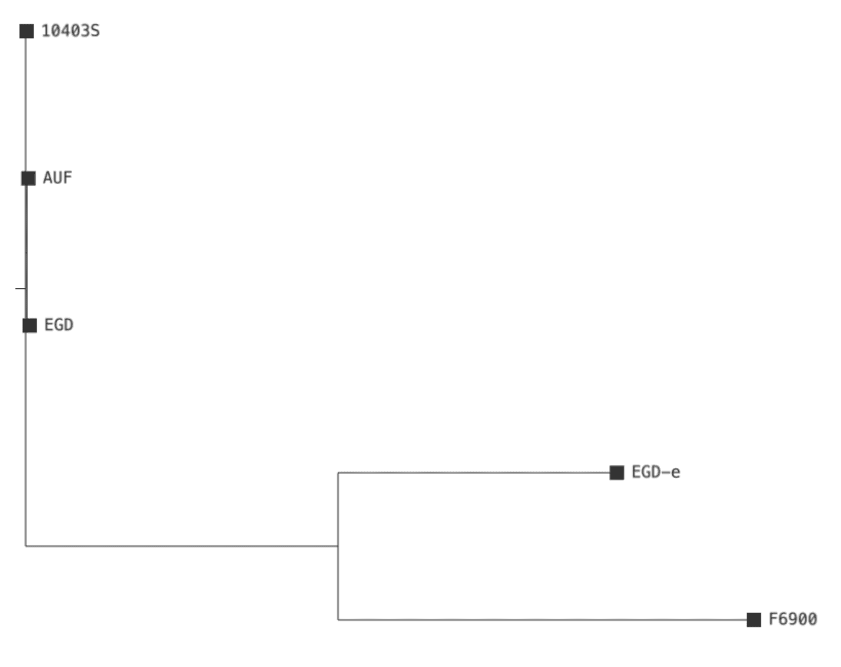 Phylogenetic tree of the five analyzed bacterial strains based on core genome