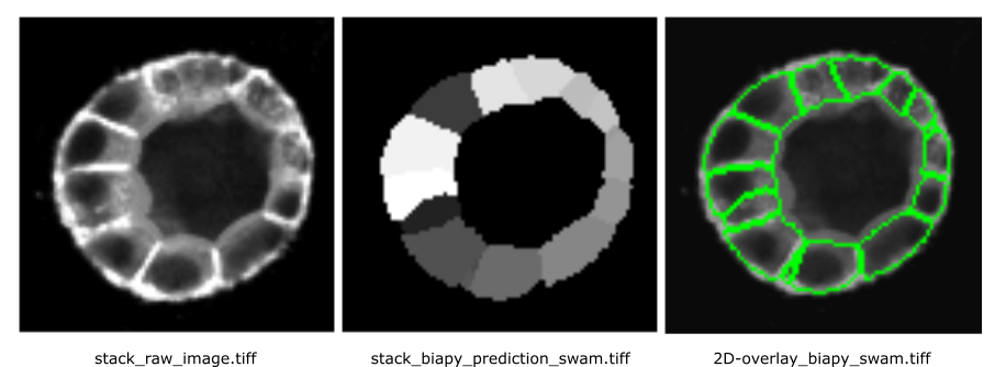 comparison_2D_swam.png. 