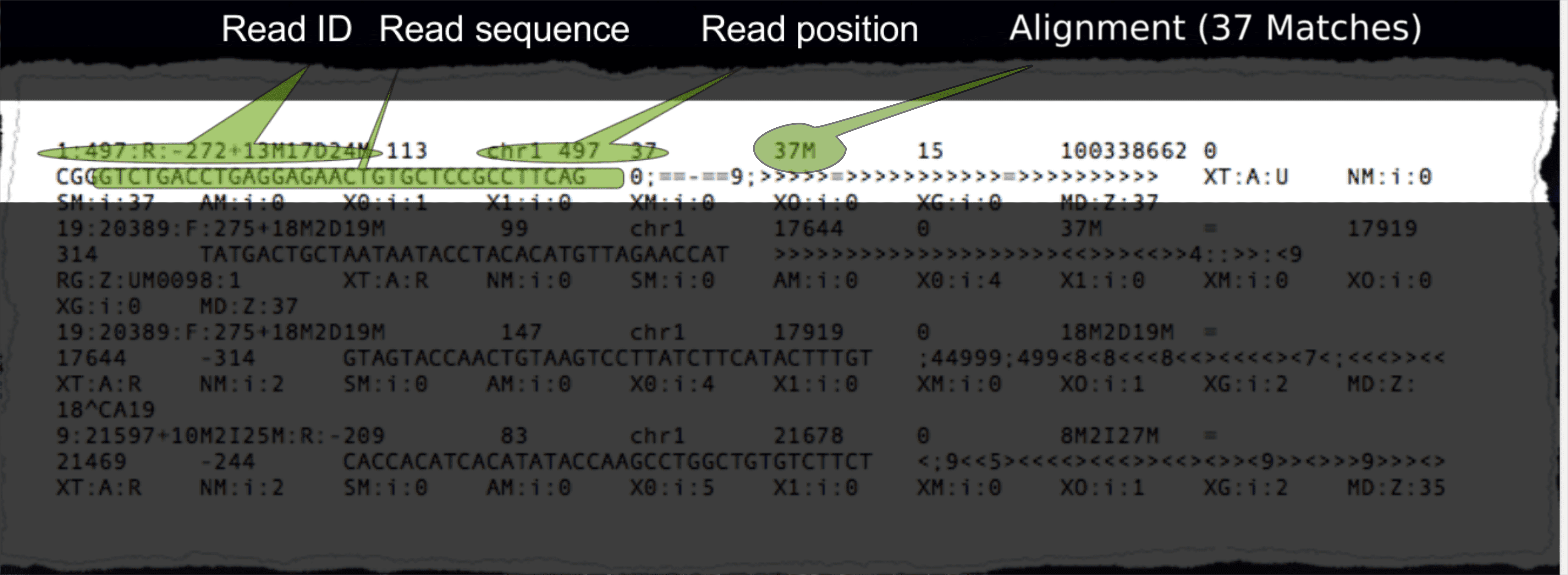 More detailed view of SAM format