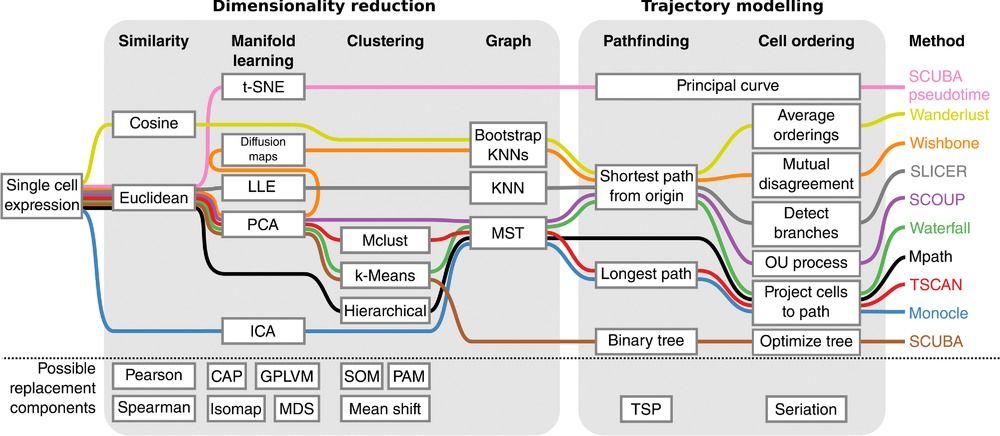 A scheme showing a pipeline how single cell expression data is being processed: 1) similarity: cosine and Euclidean, 2) manifold learning: t-SNE, diffusion maps, LLE, PCA, ICA, 3) clustering: Mclust, k-Means, Hierarchical, 4) graph: Bootstrap, KNN, MST, 5) pathfinding: principal curve, shortest path from origin, longest path, binary tree, 6) cell ordering: principal curve, average orderings, mutual disagreement, detect branches, OU process, project cells to path, optimize tree, 7) method: SCUBA pseudotime, Wanderlust, Wishbone, SLICER, SCOUP, Waterfall, Mpath, TSCAN, Monocle, SCUBA
