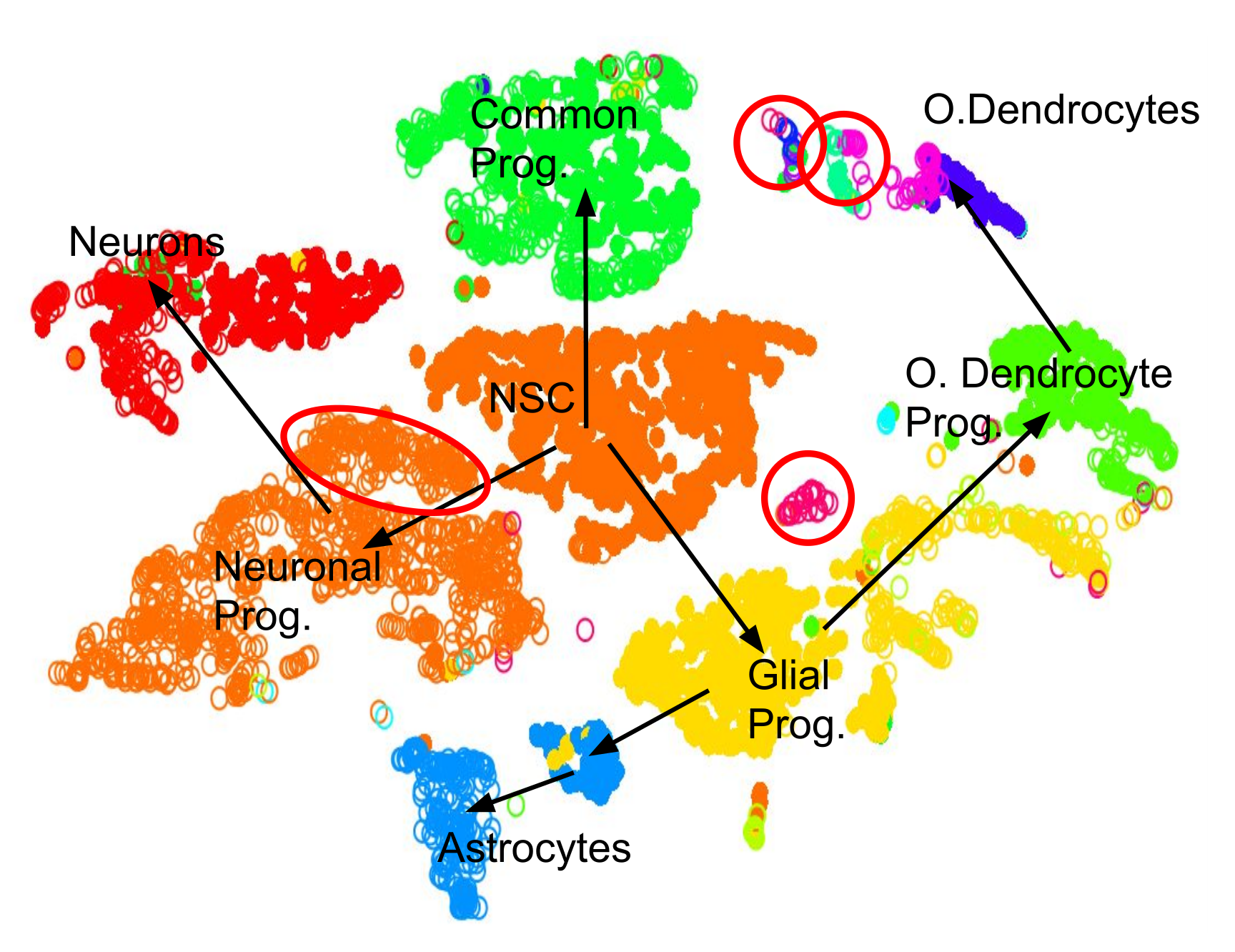 The same labelled graph, but now arrows connect the next nearest groups of cell types.