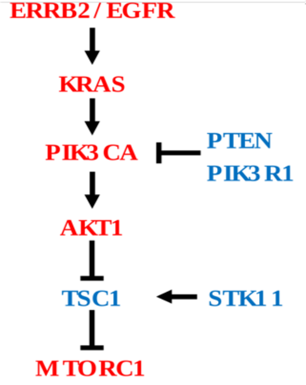 pi3k_pathway.