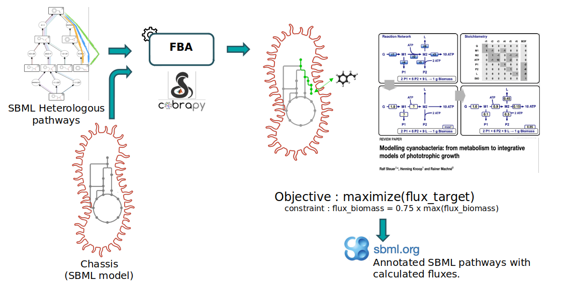 This picture describes the process to obtain annotated SBML pathways with calculated fluxes. First, FBA tool takes as input one SBML representing the heterologous pathway and another SBML representing the chassis. The two SBMLs are merged to render an augmented model containing both the reactions of the heterologous pathway and the chassis. Then FBA tool uses the COBRApy package to optimize the producing flux of the target reaction, under the constraint that the flux of the biomass reaction should be equals to 75% of its maximal theoretical value. At the end, the calculated fluxes are recorded as annotations into the SBML of the heterologous pathway.