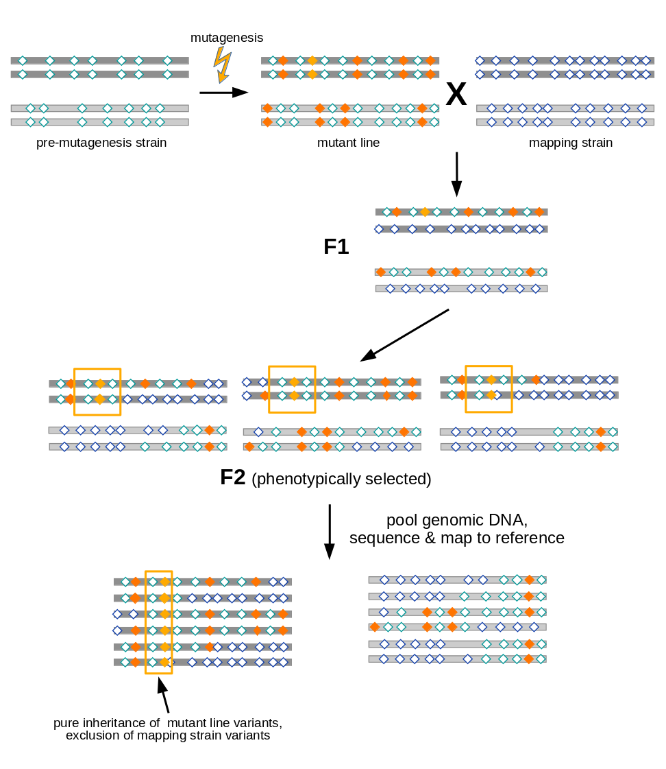 Principal of variant allele frequency mapping.