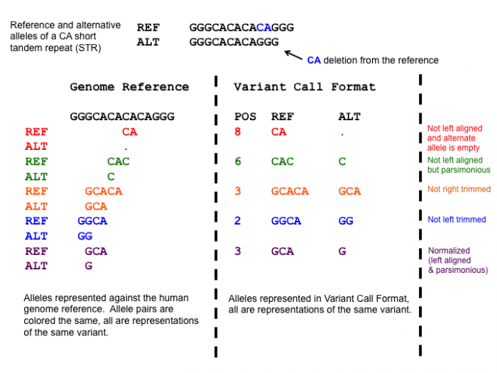 Image of different representations of the same variant. On the top the variant is shown in the reference sequence GGGCACACACAGGG and the alternate sequence GGGCACACAGGG. Underneath the image is divided into two panels, the left panel aligns each allele to the reference genome, and the right panel represents the variants in a VCF with the columns POS (position), REF (reference), and ALT (alternate). From top to bottom it shows that A is not left-aligned with the reference CAC and the alternate C  at position 6, B is neither left-aligned nor parsimonious with reference GCACA and alternate GCA at position 3, C is not parsimonious with reference GGCA and alternate GG at position 2, and D is normalized with reference GCA and the alternate position G at position 3.