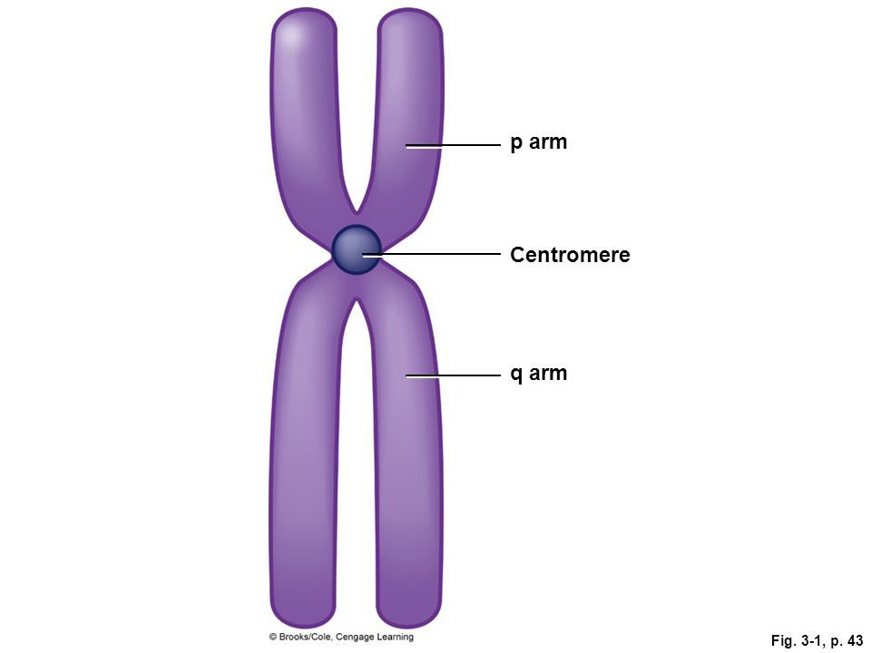 Chromosome arms. 