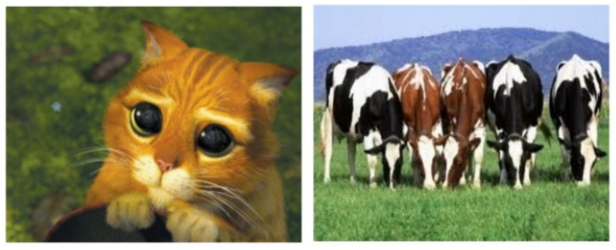 On the left is a very cute cat with big eyes, on the right is a picture of cows.