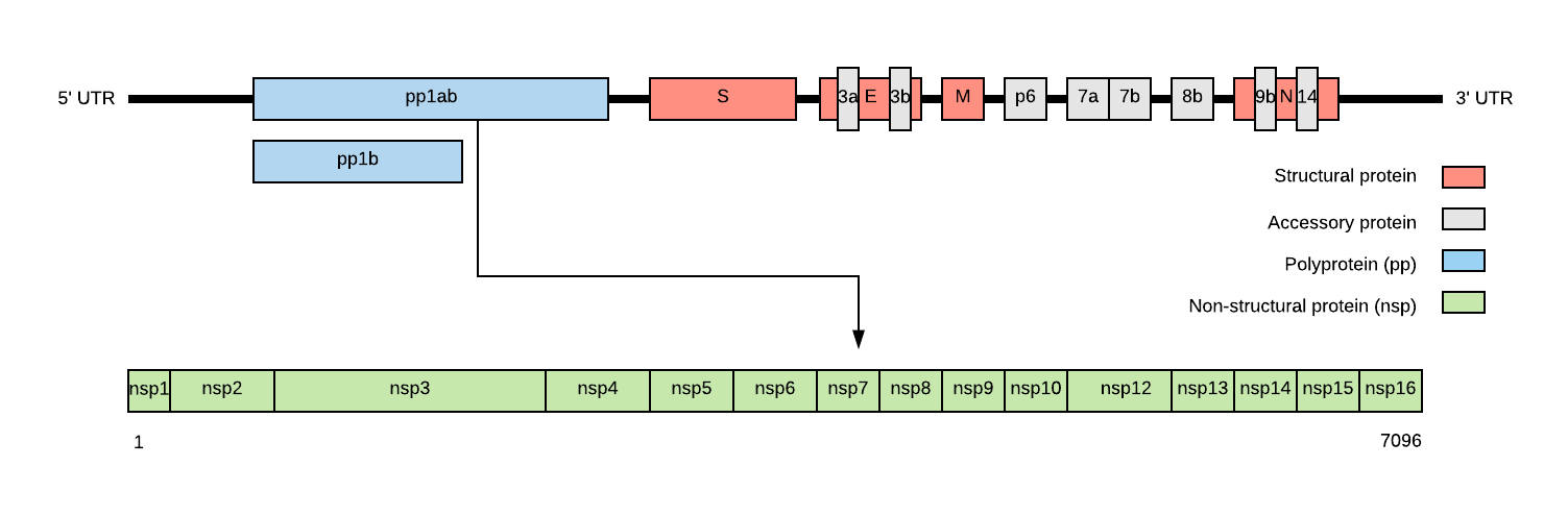 Structure of the SARS CoV 2 genome, a 5' utr, a polyprotein pp1ab/pp1b, and several structural and accessory proteins before the 3' utr. The pp1ab polyprotein is shown exapnded into a series of non-structural proteins labelled nsp1 to nsp16.