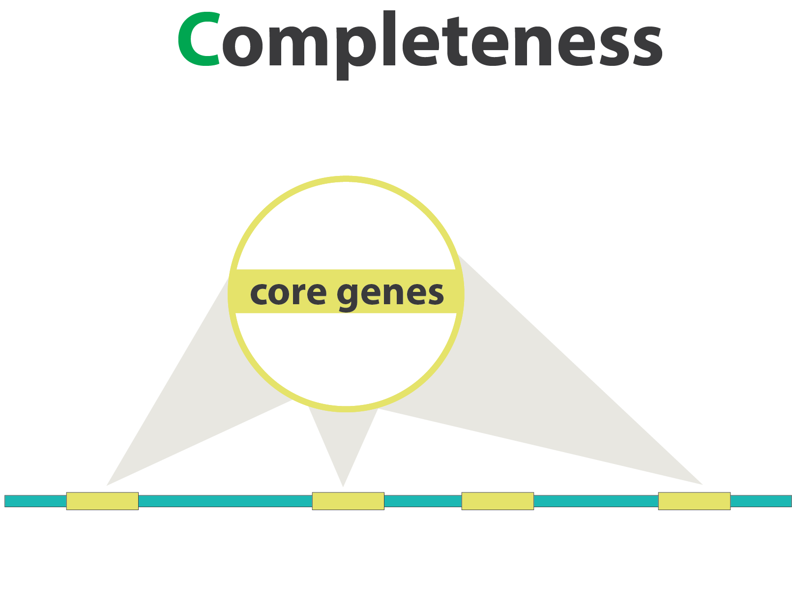 Illustration of genome assembly completeness