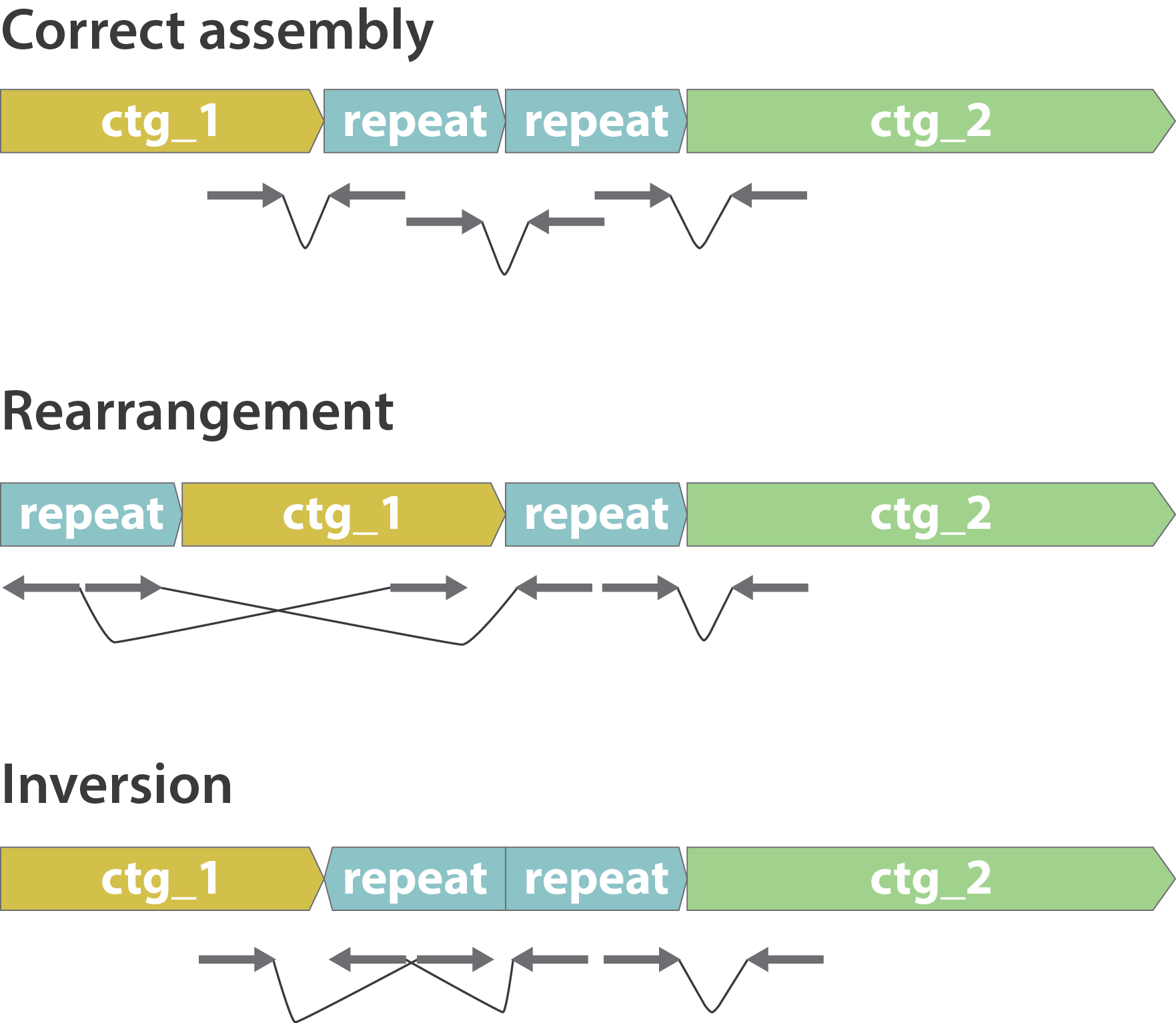 Illustration of rearrangements inversions assembly errors.