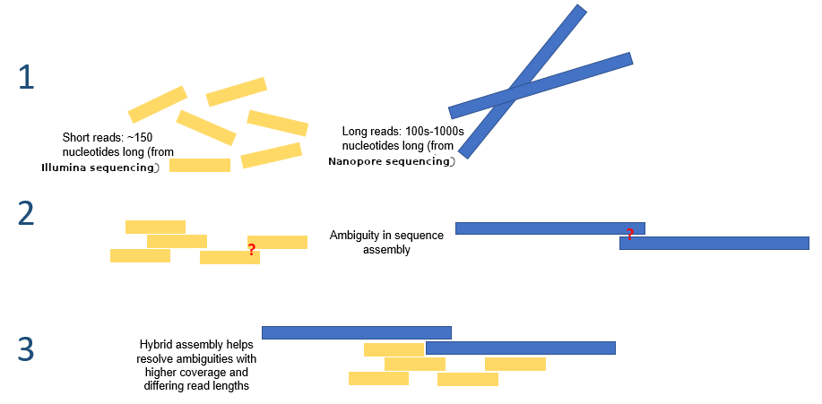 Cartoon of hybrid assembly. Step 1 shows short reads from Illumina and long reads from Nanopore. In step 2 these are assembled separately and there are ambiguities in sequence assembly. In step 3, hybrid assembly shows the assembly done with both sets of data and it helps resolve ambiguities with higher coverage.