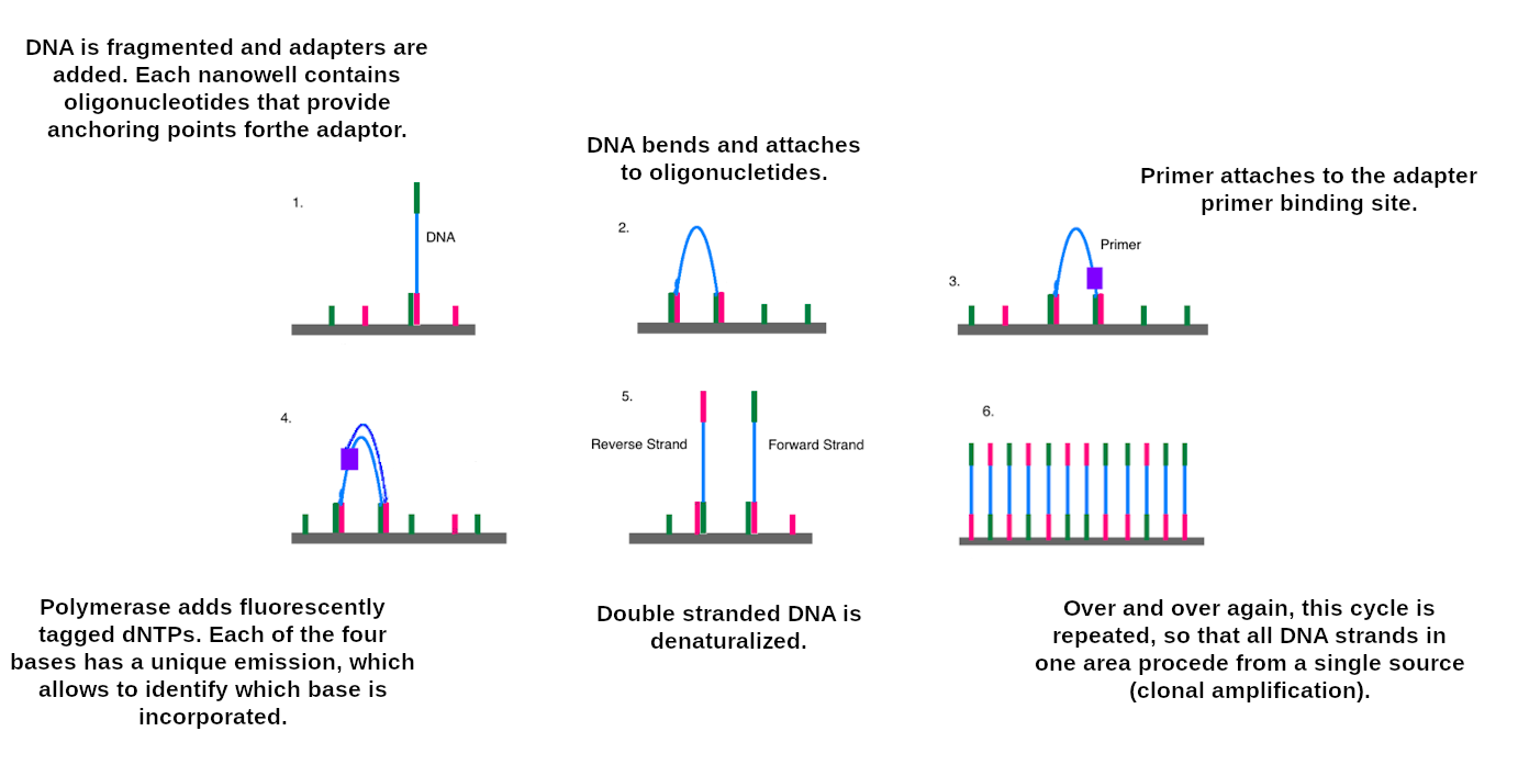 Cartoon of illumina sequence, DNA is fragmented and adapters added. This binds to nanowells with oligonucleotides. Then the DNA bends and attaches to another binder. A primer attaches to the adapter and polymerase adds flourescently tagged dNTPs. Imaging happens while these are added. Then it is split, the DNA strand is denaturalised and now it there are two strands, bound to different adapters in the well. This process is repeated many times.