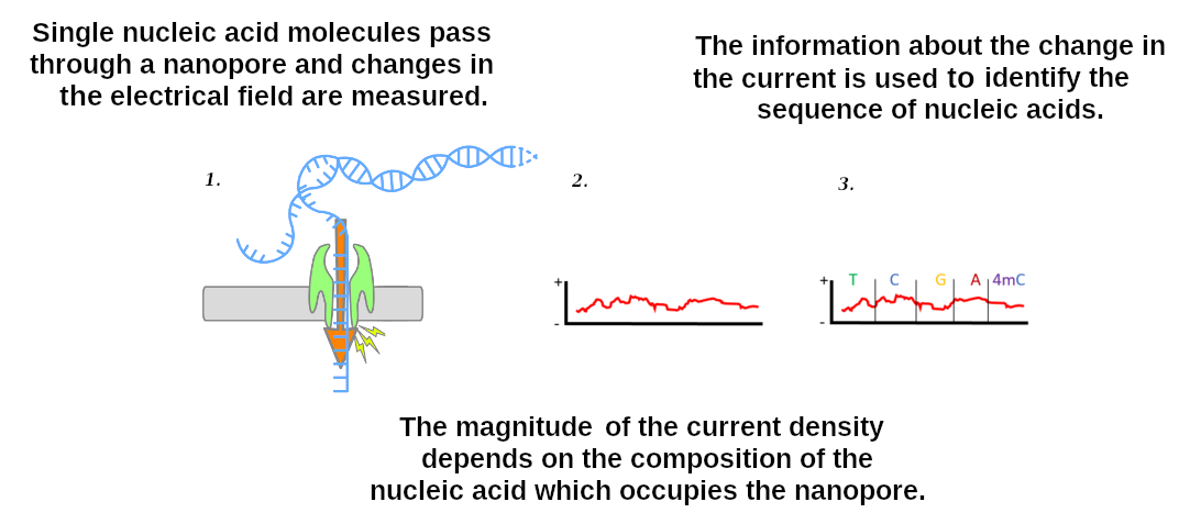 Single nucleic acid molecules pass through a nanopore and changes in electrical field are measured. The magnitude of the current density depends on which nucleotide occupies the nanopore. This produces a graph which is then rad into individual bases.