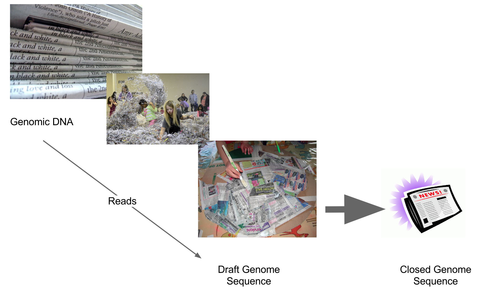 A stack of newspapers is labelled genomic DNA. A line labelled points an image of a room full of shredded paper and people inside, labelled reads. Then the line continues to a pile of newspaper clippings reading draft genome sequence, and finally to closed genome sequence with a cartoon of a newspaper.