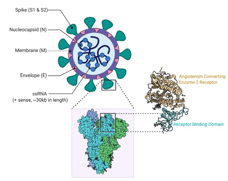 A graphic of the virus as a sphere with spikes (S1 and S2) coming out from the membrane, envelope proteins embedded within the membrane, and then a nucelocapsid inside. The 3d protein structures are shown in two styles of the spike proteins with the receptor binding domain highlighted. 