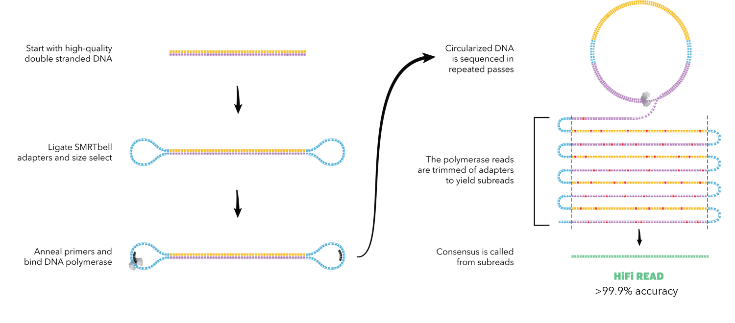 fig2:PacBio sequencing technolgoy