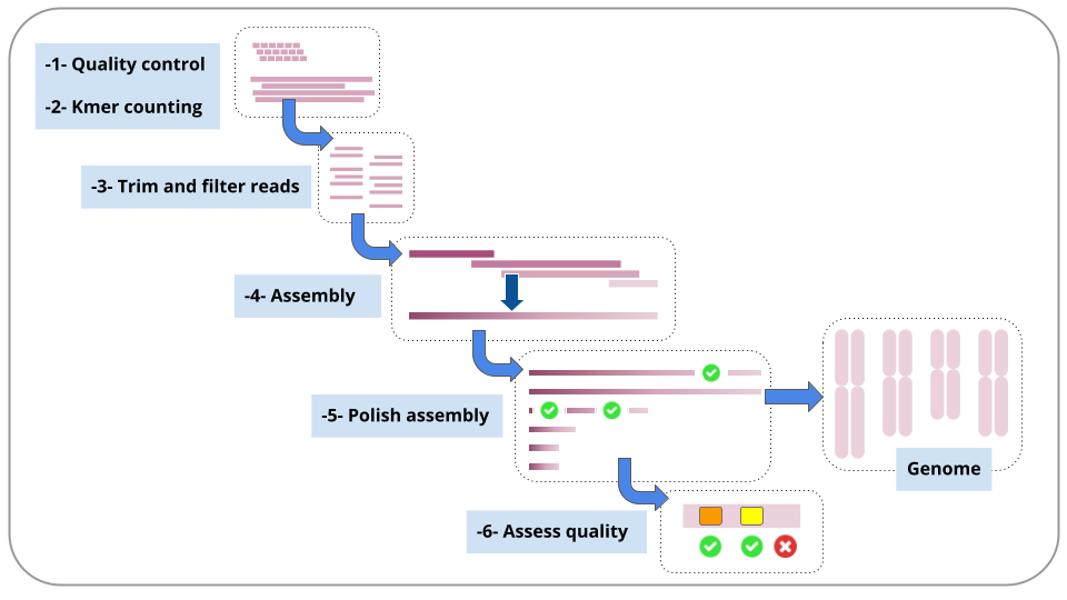 "An image showing the steps in the tutorial in a stylized form: quality control and kmer counting, represented by bold lines as sequencing reads; trimming and filtering reads, represented by truncated reads; assembly, represented by joined reads into one long piece; polishing, represented by corrections (ticks) in the assembly; the finished genome assembly, represented by a set of diploid chromosomes; quality assessment, represented by ticks and crosses at different chromosome locations.". 