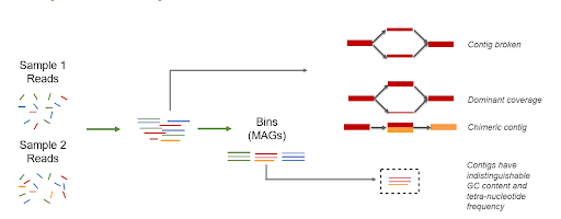 Image shows the process of assembled reads from 2 samples followed by binning and there is detailed information about broken contigs, dominant coverage, chimeric contigs found during assembly process. 