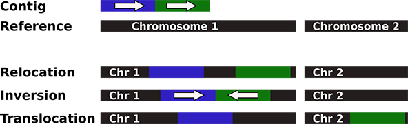 Image shows on the top a contig with a blue and a gren parts with white arrows (pointing on the right) on them and below a reference with 2 chromosomes. The 3 types of misassemblies are after schematized. Relocation: the blue and gren parts of the contig are on chr 1 but separated. Inversion: the blue and gren parts of the contig are on chr 1 but separated and with the arrows facing each other. Translocation: the blue part is on chr 1 and gren part on chr 2.