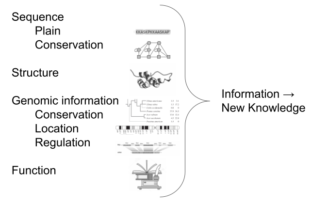 New knowledge comes from merging and crossing different levels of information about a protein, the schema mentions: the sequence (plain, conservation), structure, genomic information (conservation, location, regulation), function.