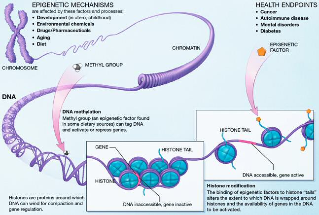 Graphic showing chromosome being unwound into chromatin and dna. DNA methylation is highlighted on individual dna molecules. The graphic shows more and less accessible DNA between histones in a 'histone tail'