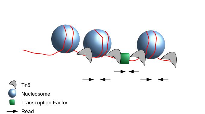 Cartoon of nucleosomes shown as large spheres with dna sequence wrapped aroud them and connecting them like lights on a string. Tn5 is binding to the DNA connecting the nucleosomes, and transcription factor is bound to the Tn5 molecules. Reads are shown as arrows pointing towards each other, below the Tn5 molecules.