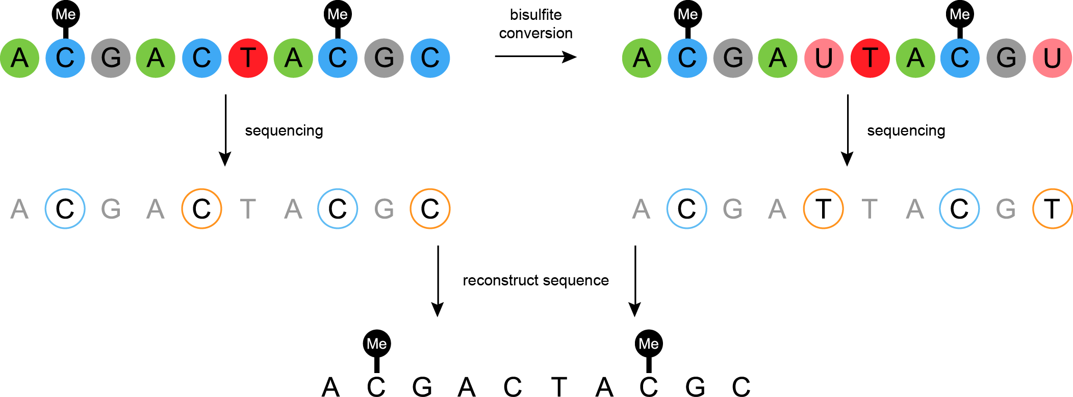 Cartoon of a methlated gene sequence and bisulfite conversion  replacing a C with a U. Below that is sequenced and the resut is reconstructed to figure out which Cs were methylated (because they weren't replaced with Us.)