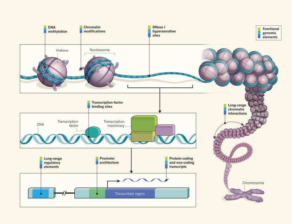 Cartoon showing the histones forming part of the chromosome. Various insets zoom in from the DNase I hypersensitive sites to DNA with transcription factors and binding sites, which zooms into a block diagram of a gene.