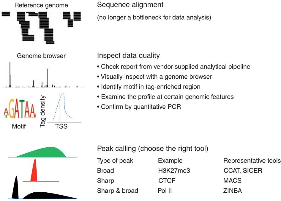 Complex graphic with the first step being Sequence alignment. Then Inpsect data quality with several substeps and graphics shown genome browser, motifs, and a chart of tag density vs tss. Lastly is peak calling, for broad peaks CCAT and SICER, for Sharp peaks MACS, and for both ZINBA.