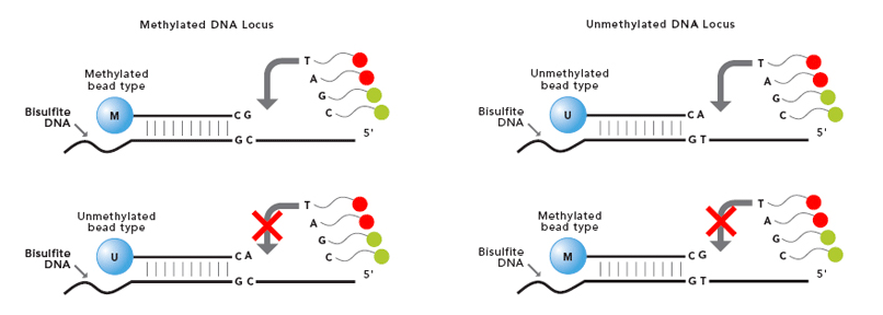 At a methylated DNA locus, a methylated bead allows for transcription elongation while an unmethylated one doesn't. At an unmethylated site, the opposite happens.