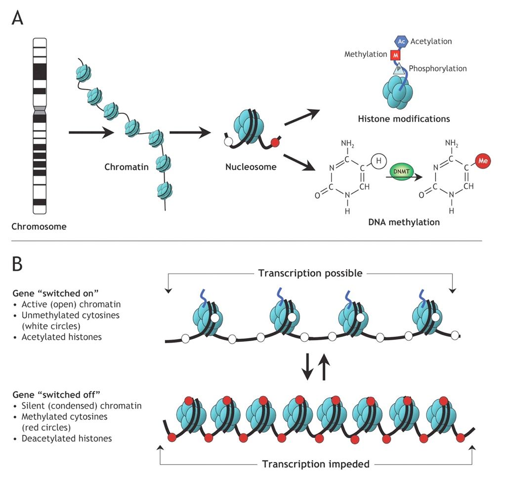 A picture from a paper with at top a cartoon of a chromosome and the chromatin, pointing to a single nucleosome, and the histone and dna methylation modifications possible. Below is a comparison of a switched on gene with active or open chromatin and unmethylated cytosines, and acetylated histones. Below is a switched off gene with condensed chromatin, methylated cytosines, and deacetylated histones.