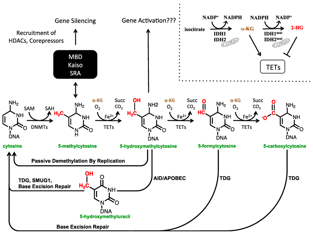 A schematic of a chemical pathway affecting cytosine and various transformation that can occur. Some have arrows indicating gene silencing or activation.