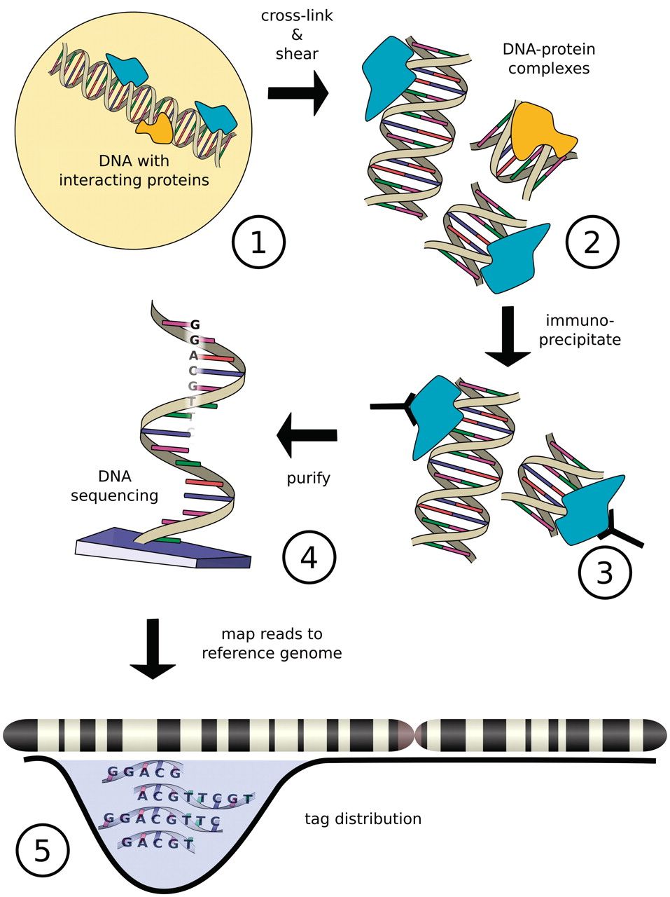 Cartoon of Chromatin immuno-precipitation. DNA interacts with proteins, this is cross-linked and sheared into DNA-protein complexes, immunoprecipitated, purified, and the bound DNA is sequenced. This is then mapped to a reference genome and the tag distribution is plotted along a chromosome.