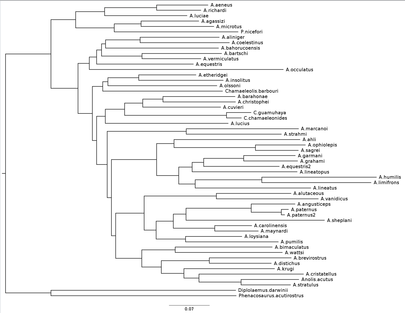 Screenshot of a phylogenetic tree of Anolis species. The root of the tree is at the left of the image and is connected to Anolis species on the right by multiple branches.