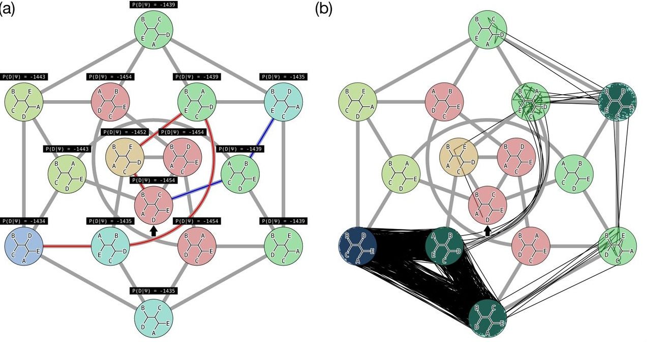 Two networks containing 15 phylogenetic trees are shown. Lines connect the trees in the networks forming a star shaped pattern. The network on the right is additionally annotated with lines that trace over selected connections between trees multiple times. Long description in video recording at 47:17 Image from: https://doi.org/10.1101/746362