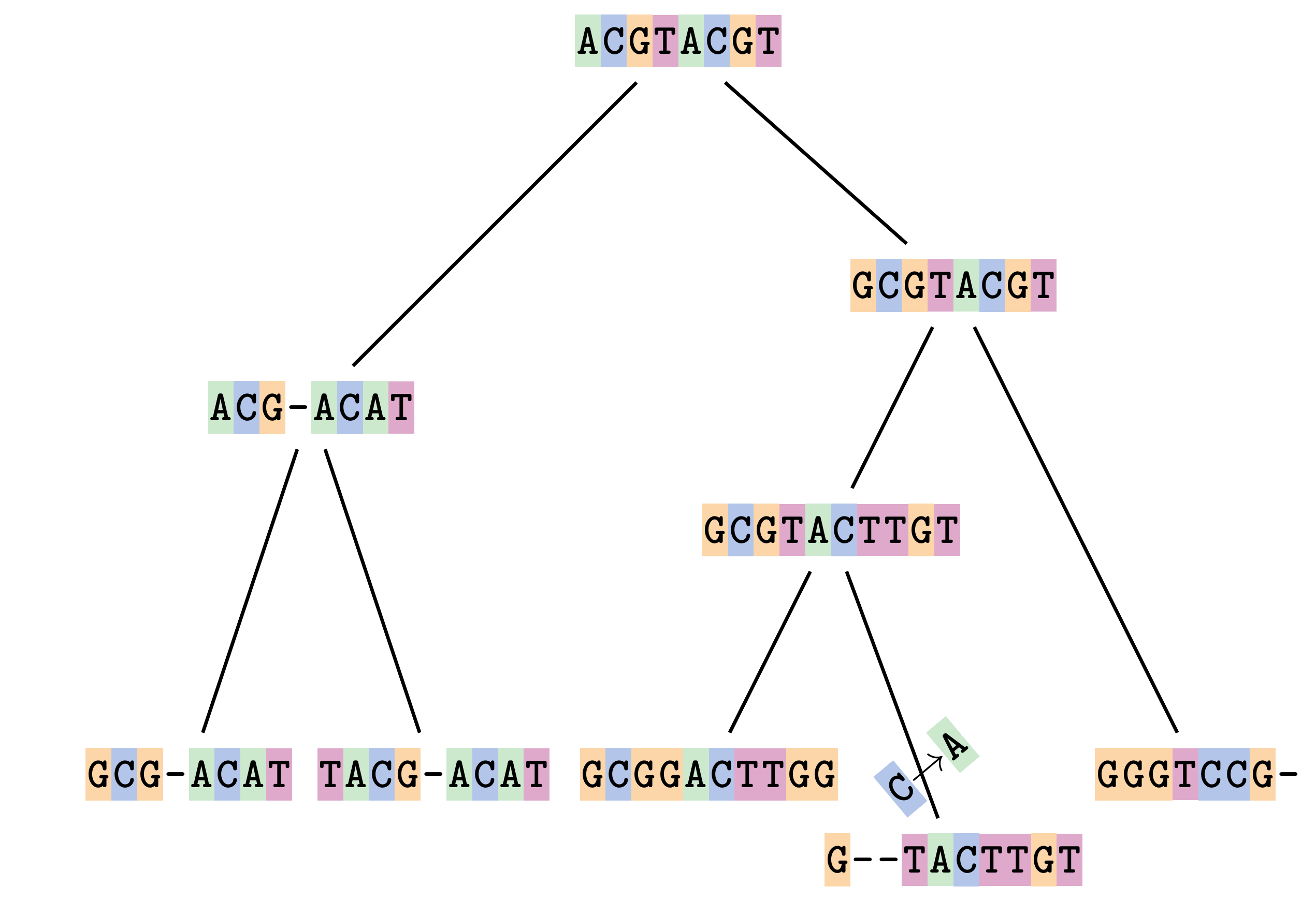 A schematic of a phylogenetic tree showing the evolution of different DNA sequences from a common ancestral sequence. A C to A substitution has occurred on one branch.