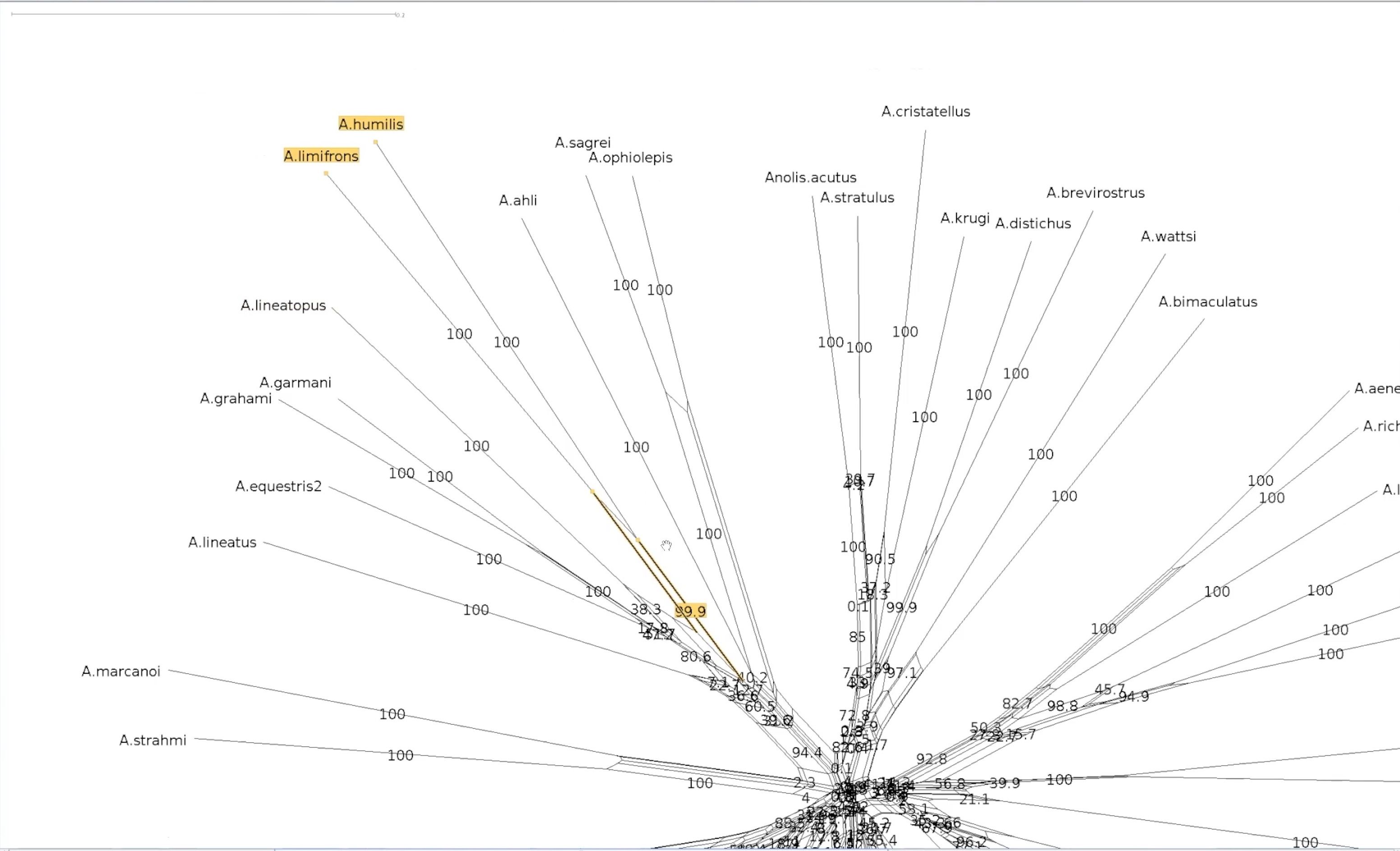 Close up screen shot of a section of a circular phylogenetic network with multiple branches splitting out from a central point. The split containing A. humilis and A. limifrons is highlighted in yellow and is annotated with the value 99.99