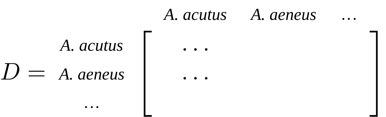 Figure representing a distance matrix (D) comparing sequences from A. acutus and A. aeneus.