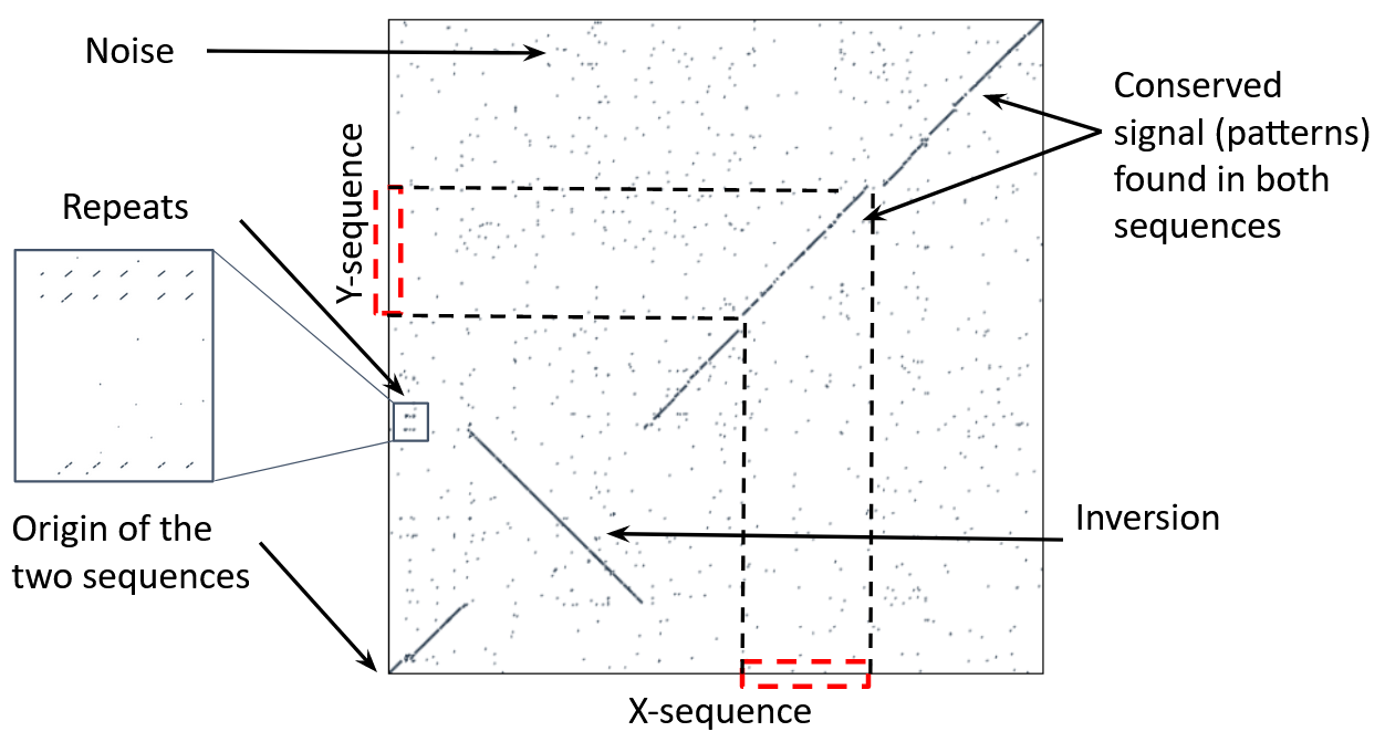 A dotplot is shown, with lines going from bottom left to the top right. Part way through it is fractured and a line is seen in the opposite direction showing an inversion. There is noise scattered around the plot from accidental overlaps. An inset shows some repeats which appear as regular small diagonal lines, repeated in x and y axes.