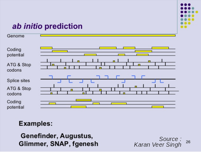 Cartoon of ab initio prediction with several rows, genome, coding potential, atg and stop codons, splice sites, then these rows are duplicated for the reverse strand. Examples are listed like genefinder, augustus, glimmer, snap, and fgenesh.