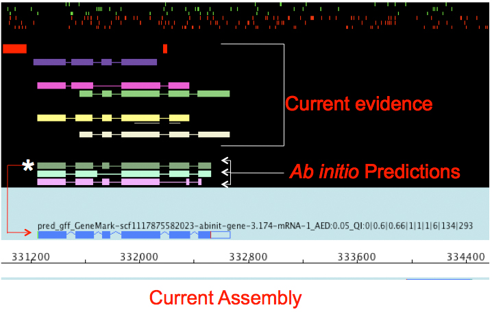 Multiple gene models are shown labelled current evidence, which is complemented by three more gene models from ab initio prediction. Below a final gene model is constructed and labelled current assembly.