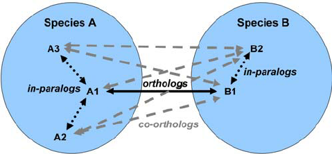 Diagram of orthology with species a and species B as two circles. Inside A is a1, 2, and 3 labelled as in-paralogs. Inside B is b1/b2 also in-paralogs. A1 and B1 are orthologs, and the rest of the potential connections between A and B are labelled co-orthologs.